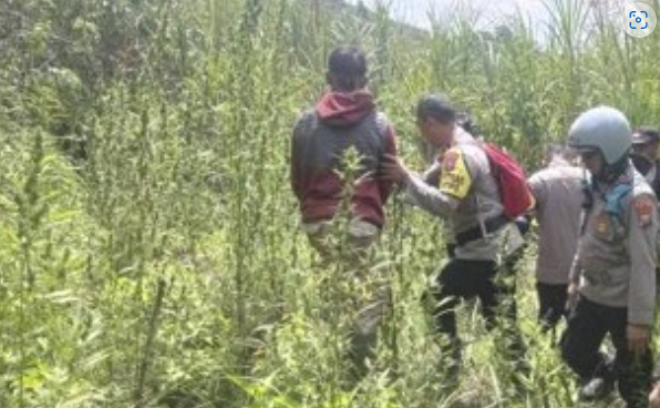 Ladang ganja yang ditemukan aparat gabungan di lereng Gunung Semeru,  dalam satu pekan ini. (Foto: dok. polres lumajang)