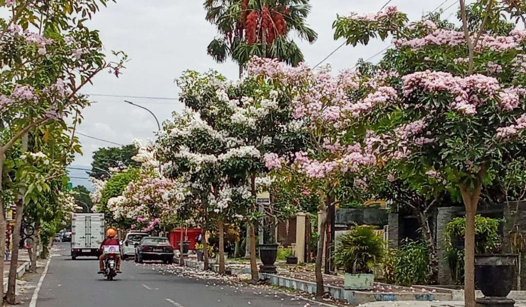 Bunga pohon Tabebuya warna merah muda, putih, dan kuning bermekaran mempercantik pemandangan jalanan kota Bondowoso.(Foto: Guido/Ngopibareng.id)