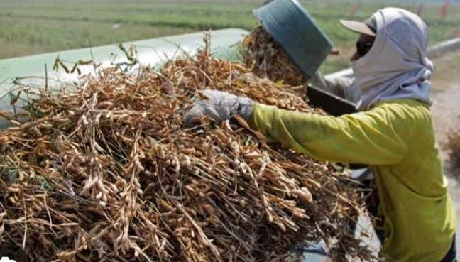 Petani kedelai dipacu meningkatkan kualitas produksi supaya mampu bersaing dengan kedelai impor ( foto; istimewa)