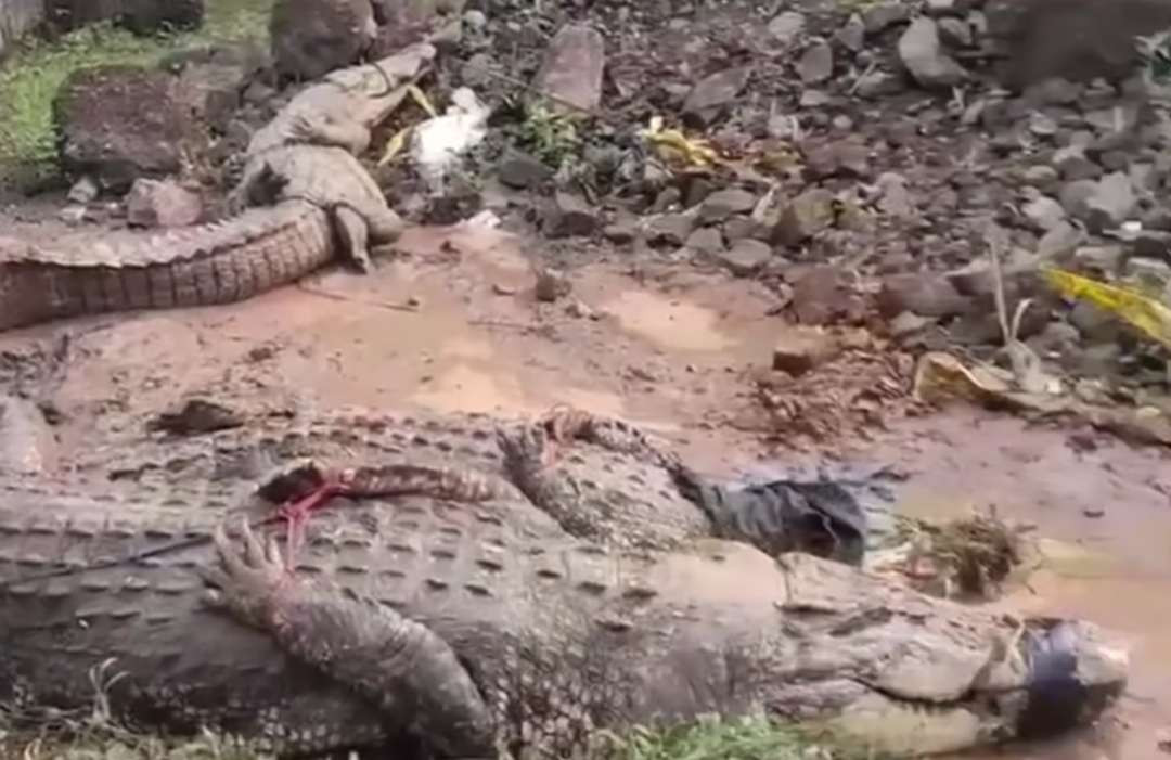 Lima ekor buaya kabur di penangkaran Cianjur sudah dievakuasi ke Sukabumi. (Foto: Istimewa)