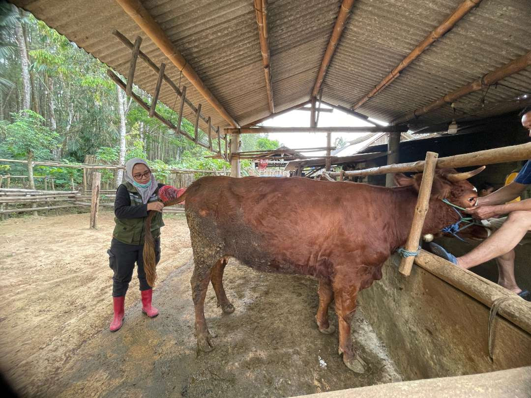 Pemeriksaan ternak sapi oleh petugas Dinas Pertanian dan Pangan Banyuwangi (Foto : istimewa)