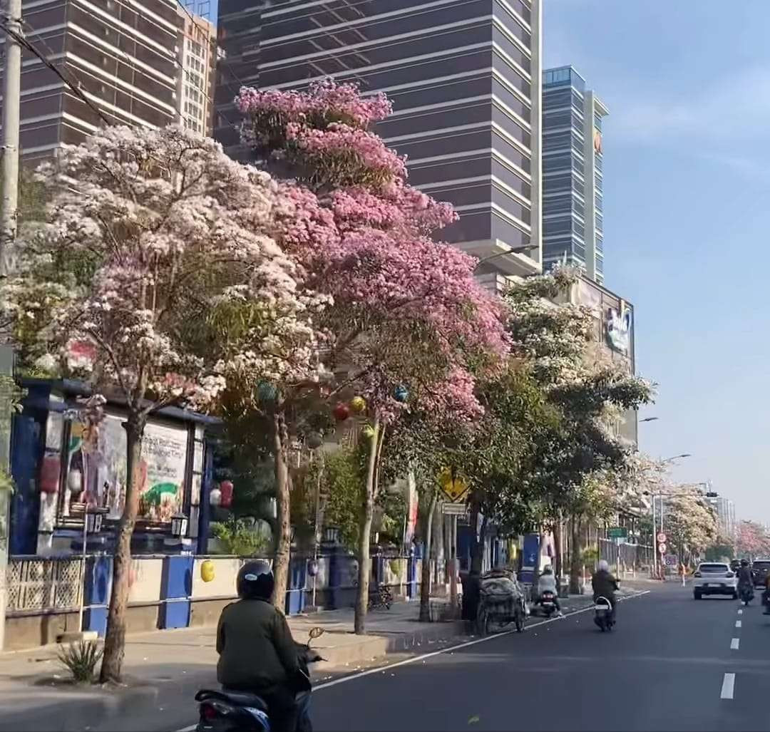 Bunga tabebuya bermekaran di jalanan Kota Surabaya di musim panas ini. (Foto: Istimewa)