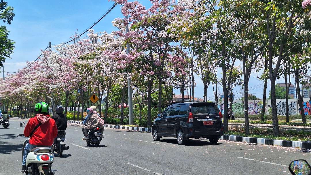 Pohon-pohon tabebuya yang bunga dan daunnya mulai berguguran, terlihat di Jalan Dr. Ir. Soekarno (MERR), Gunung Anyar, Surabaya. (Foto: Julianus Palermo/Ngopibareng.id)