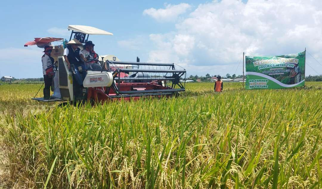 Panen padi dari program Mitra Tani Bulog di wilayah Kecamatan Blimbingsari Banyuwangi, Jawa Timur. (Foto : Muh Hujaini/Ngopibareng.id)