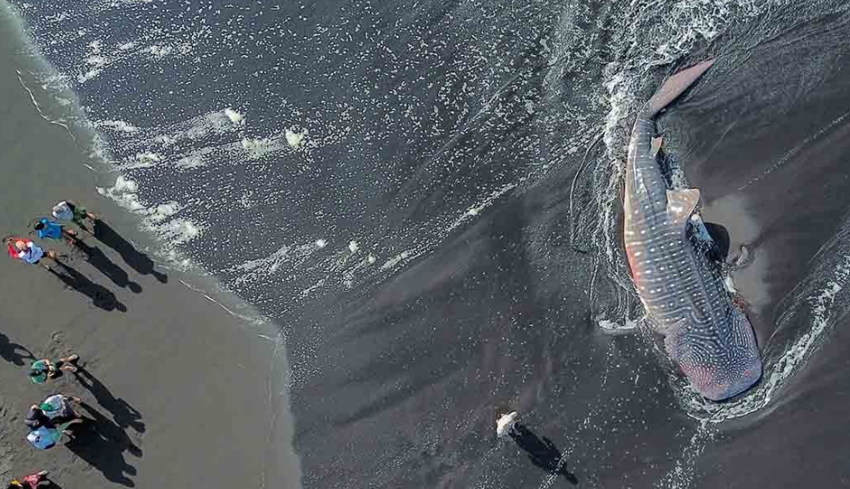 Bangkai hiu tutul (Rhincodon typus) terdampar di Pantai Mbah Drajit, Desa Wotgalih,Yosowilangun, Lumajang, pada Jumat 18 Oktober 2024. (Foto: Antara)