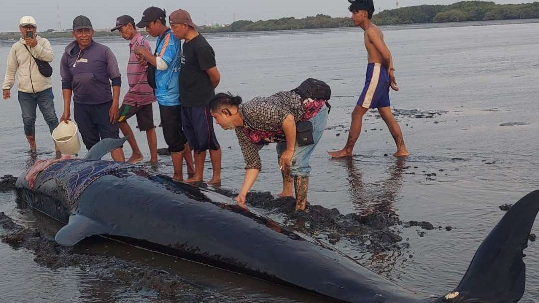 Paus pilot yang terdampar di perairan Kota Probolinggo akhirnya bisa kembali ke laut lepas. (Foto: Ikhsan Mahmudi/Ngopibareng.id)