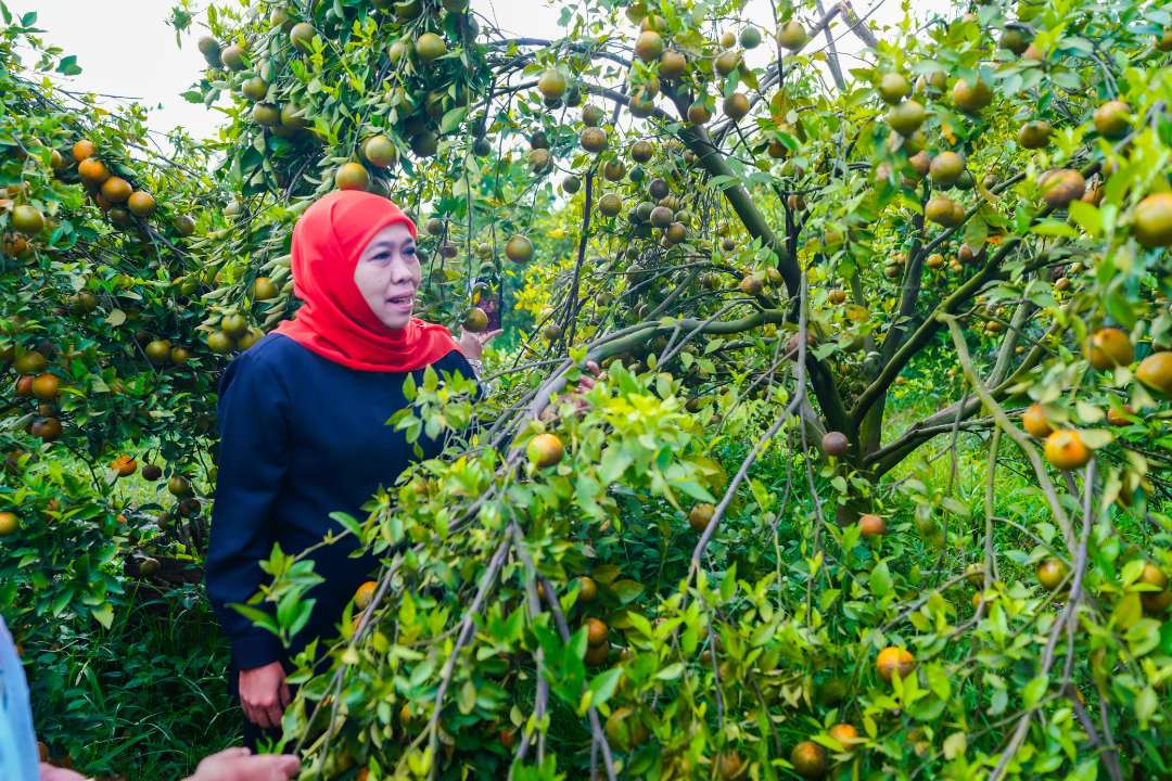 Khofifah Indar Parawansa  hadir di tengah-tengah panen buah jeruk siam madu yang ada di Desa Supit Urang, Kecamatan Karang Ploso, Kabupaten Malang, Jumat 25 Oktober 2024. (Foto: Istimewa)