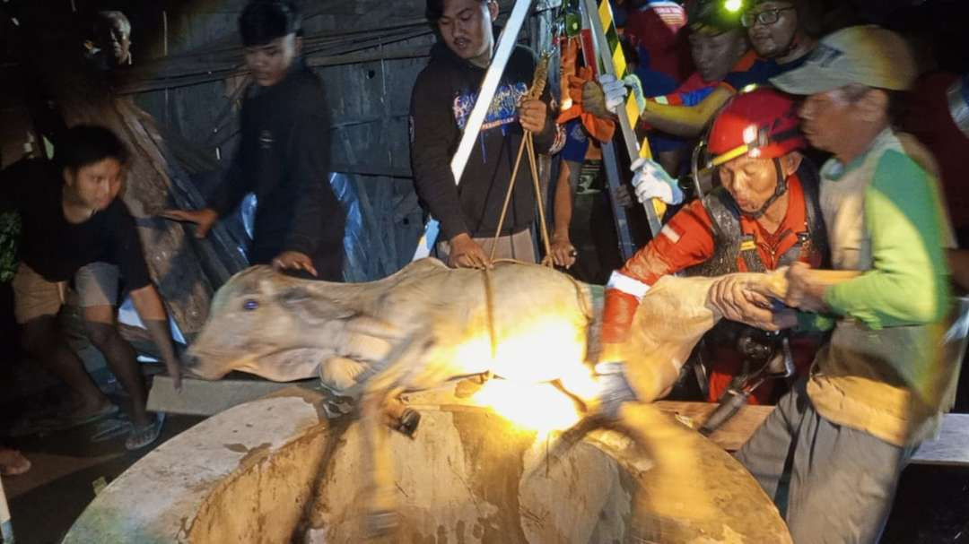 Upaya evakuasi sapi oleh Damkar Tuban dibantu oleh warga sekitar (Foto: dok. Damkar Tuban)