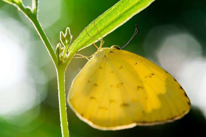 Fenomena kupu-kupu kuning yang bermigrasi dari arah barat ke timur sejak 24 Oktober 2024 lalu. (Ilustrasi: Pixabay)