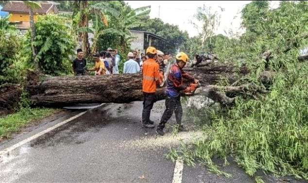 Pohon besar tumbang di Kecamatan Tamanan dihantam angin kencang menutup jalan raya dievakuasi. (Foto: BPBD Bondowoso)