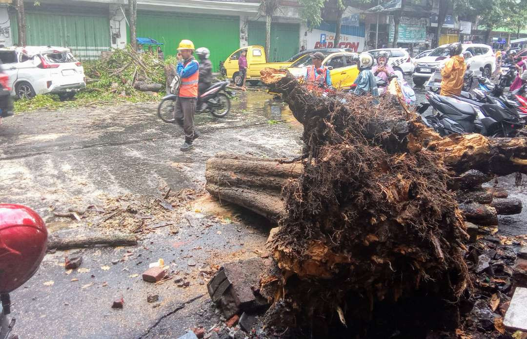 Pohon besar tumbang di depan Pasar Induk Bondowoso menutup jalan raya dan menimpa mobil Mitsubishi Xpander.(Foto: Guido/Ngopibareng id)