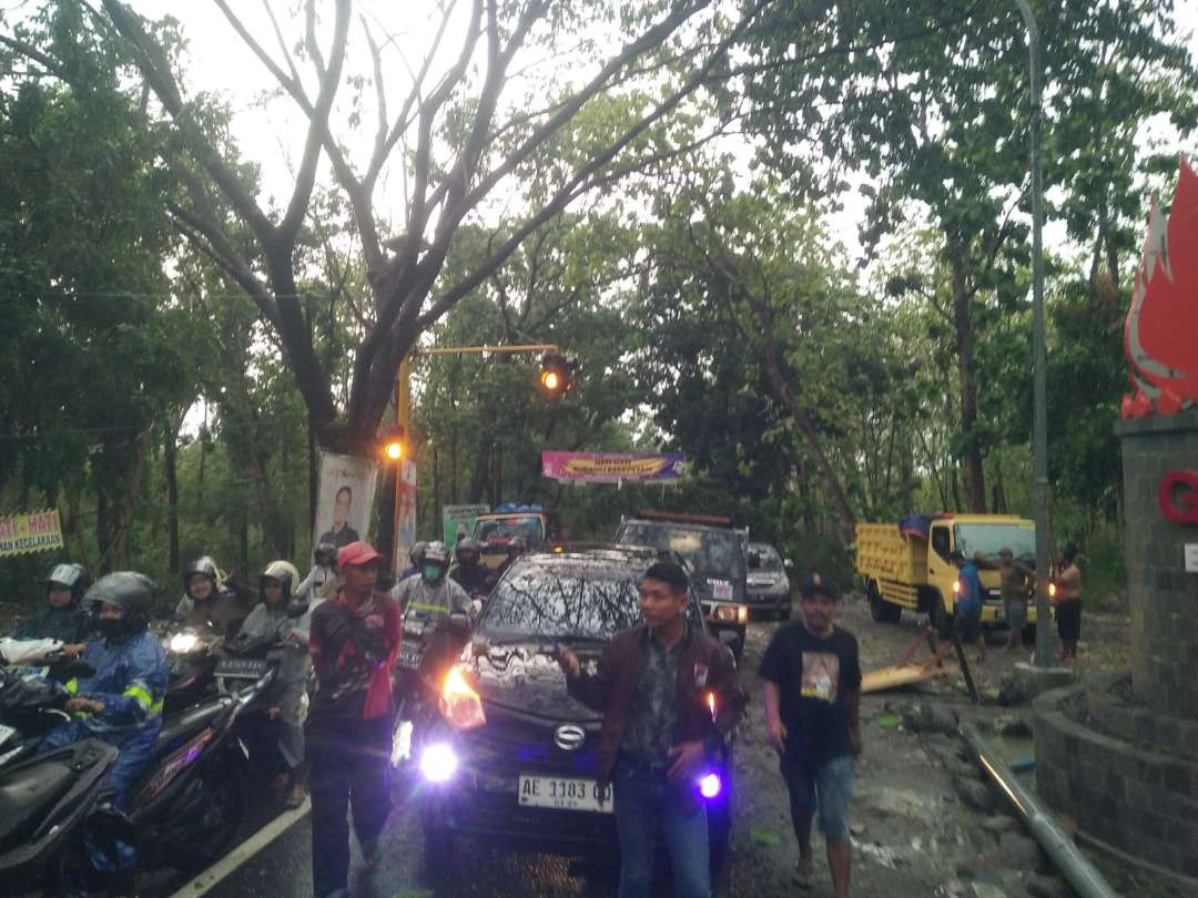 Pohon jati tumbang di jalur Desa Ngunut, Kecamatan Dander menuju ke Kecamatan Lasem, Bojonegoro pada Kamis 31 Oktober 2024. (Foto: dok. damkarmat)