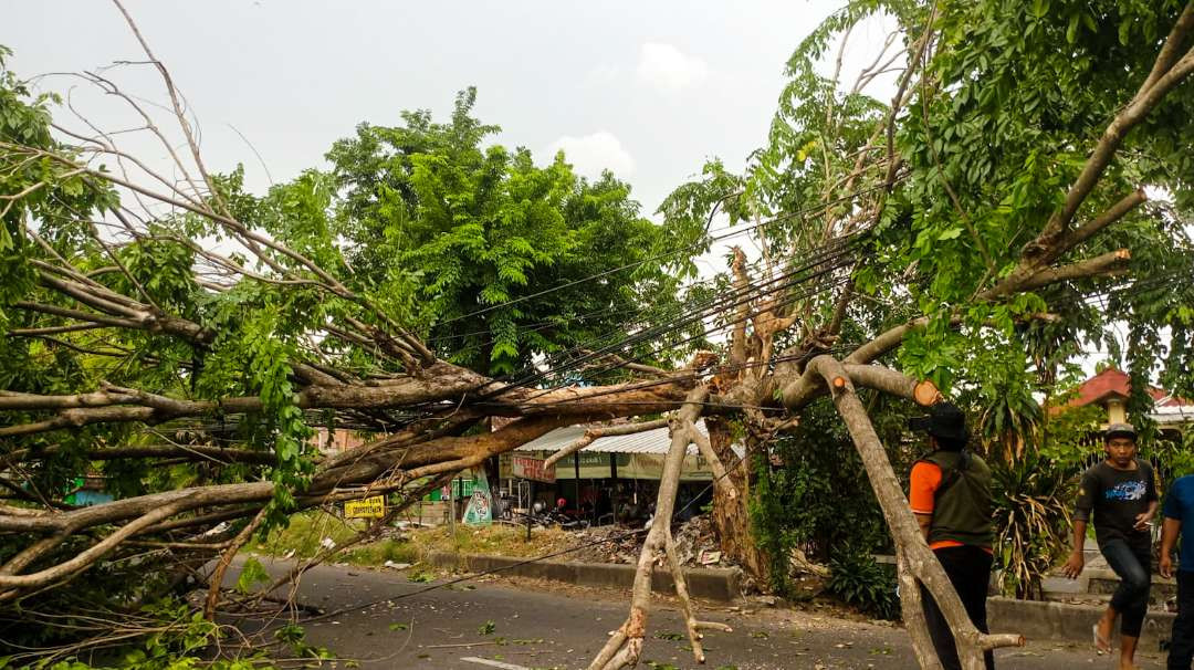 Pohon tumbang di Sidoarjo akibat hujan deras disertai angin kencang (Foto: Aini/Ngopibareng.id)