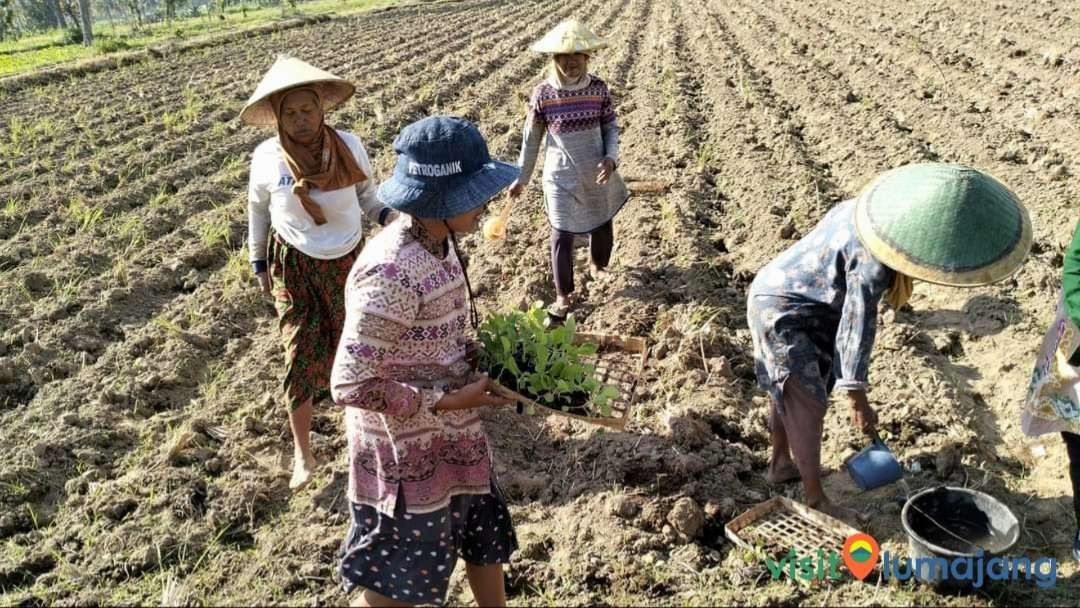 Beberapa buruh dan petani tembakau di Desa Sumbersuko. (Foto: Kelompok Tani Suko Makmur III Sumbersuko)