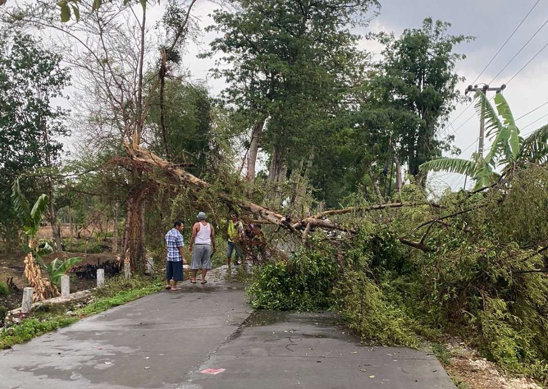 Pohon tumbang menghambat arus lalu lintas jalan sesaat akibat diterpa angin kencang (Foto : Istimewa)