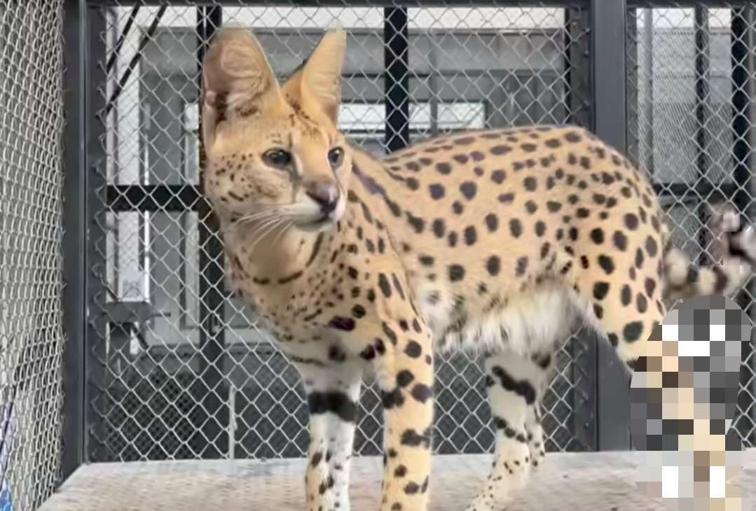 Kucing berjenis Serval di Kebun Binatang Surabaya atau KBS. (Foto: Instagram)