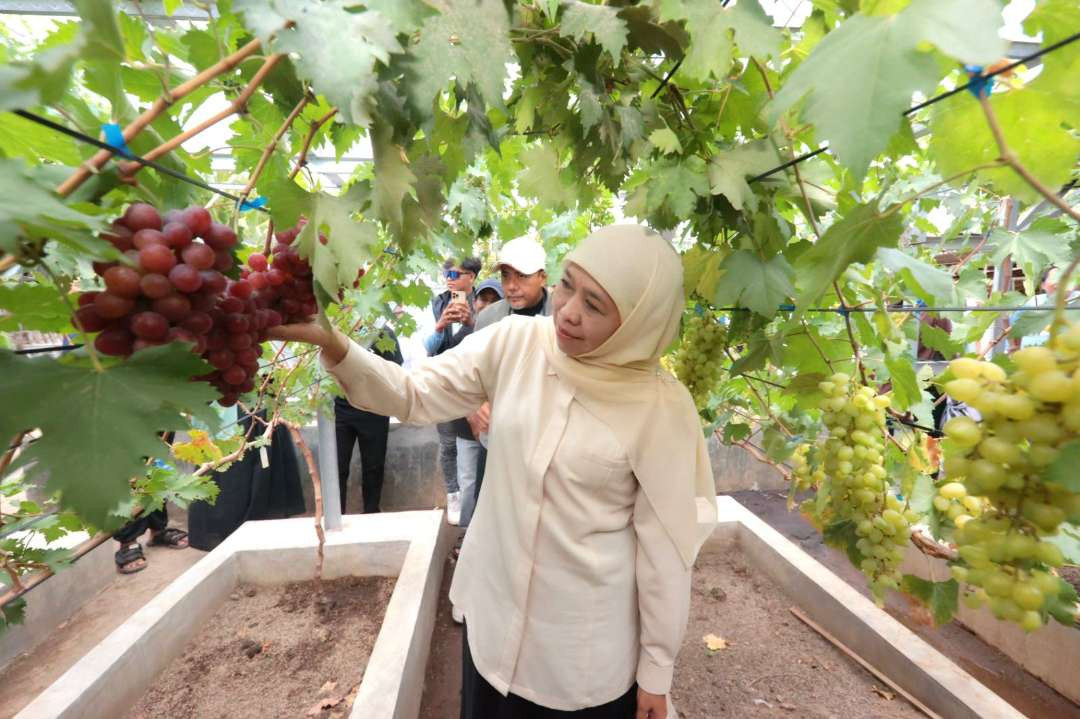 Cagub Jatim Khofifah Indar Parawansa melakukan kunjungan dan petik buah anggur bersama warga Krejengan Kabupaten Probolinggo, Sabtu, 9 November 2024. (Foto: Dok Khofifah IP)