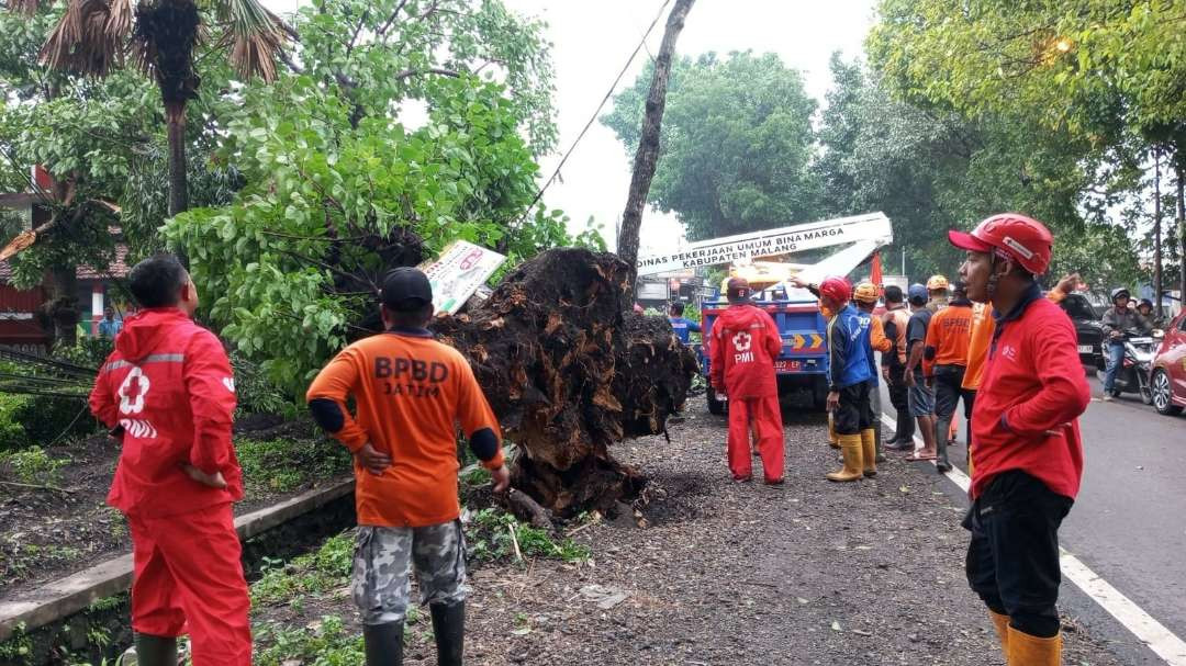 Aksi cepat BPBD Kabupaten Malang menangani bencana pohon tumbang (Foto: BPBD Kabupaten Malang)