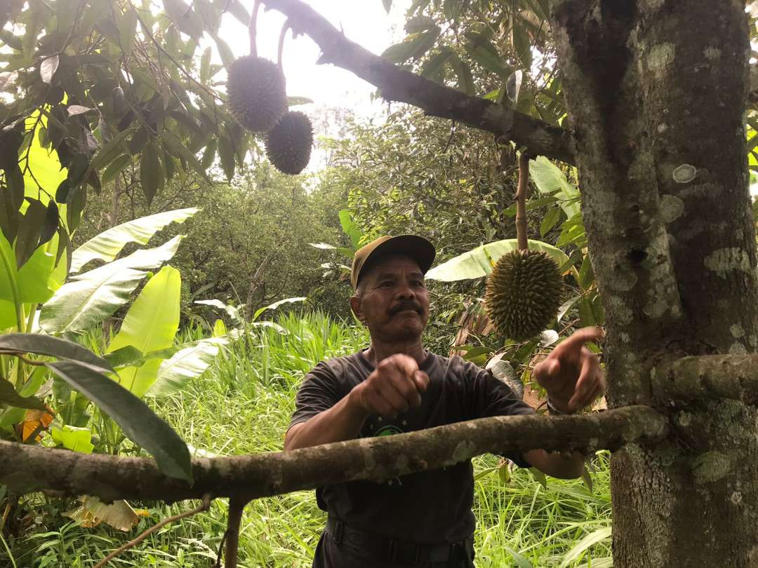 Buah durian Montong Ros asli Desa Genengan, Kecamatan Doko, Kabupaten Blitar diperbanyak bibitnya oleh Muhamad Rosulin. (Foto: Choirul Anam/Ngopibareng.id)