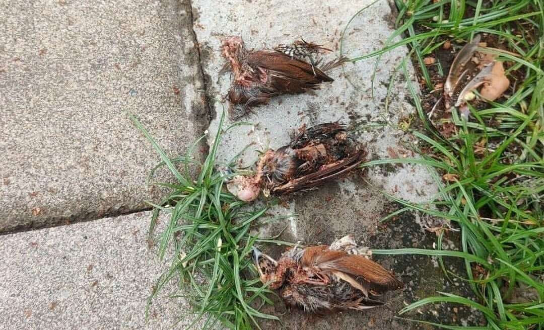 Burung pipit mati massal di Bandara I Gusti Ngurah Rai, Bali. Videonya viral di media sosial. (Foto: Istimewa)