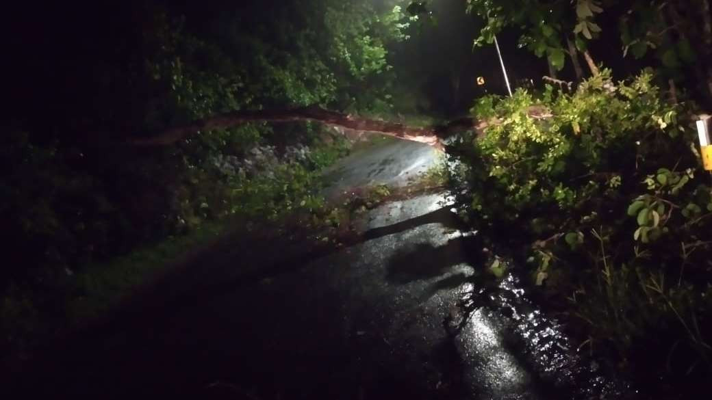 Situasi penanganan pohon tumbang di Gunung Geger Malang (Foto: BPBD Kabupaten Malang)