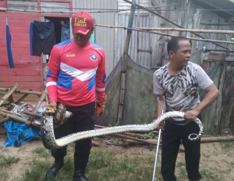 Petugas Pemadam Kebakaran Pos Singgahan Tuban mengevakuasi ular piton yang meresahkan warga (Foto: dok. Damkar Tuban)