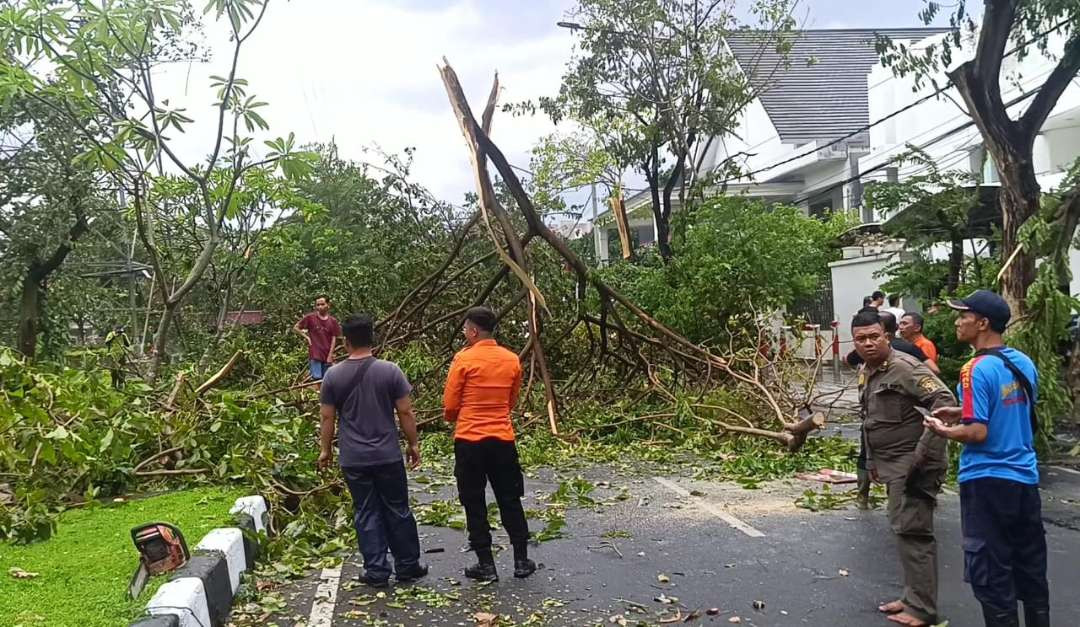 Petugas gabungan Satpol PP dan DLH kota Surabaya sedang melakukan evakuasi terhadap pohon yang bertumbangan di Jalan Dharmahusada Indah, Surabaya, selepas peristiwa angin kencang disertai hujan deras sore ini, Jumat 29 November 2024. (Foto: Julianus Palermo/Ngopibareng.id)