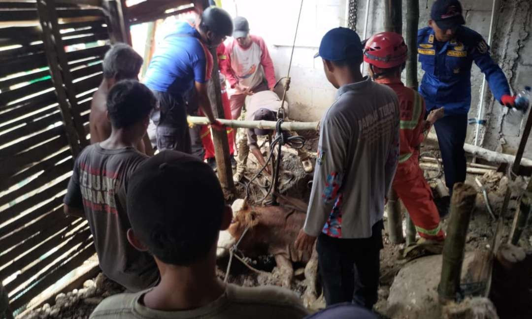 Proses evakuasi sapi yang terperosok lubang septic tank di Kecamatan Parengan, Kabupaten Tuban (Foto: Damkar Tuban)