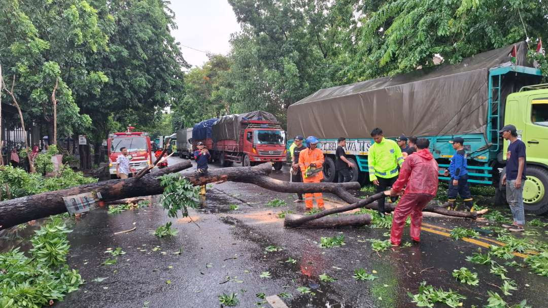 Pohon tumbang di Jalan Jaksa Agung Lamongan sempat mengakibatkan kemacetan lalu lintas. (Foto: Imron Rosidi/Ngopibareng.id)