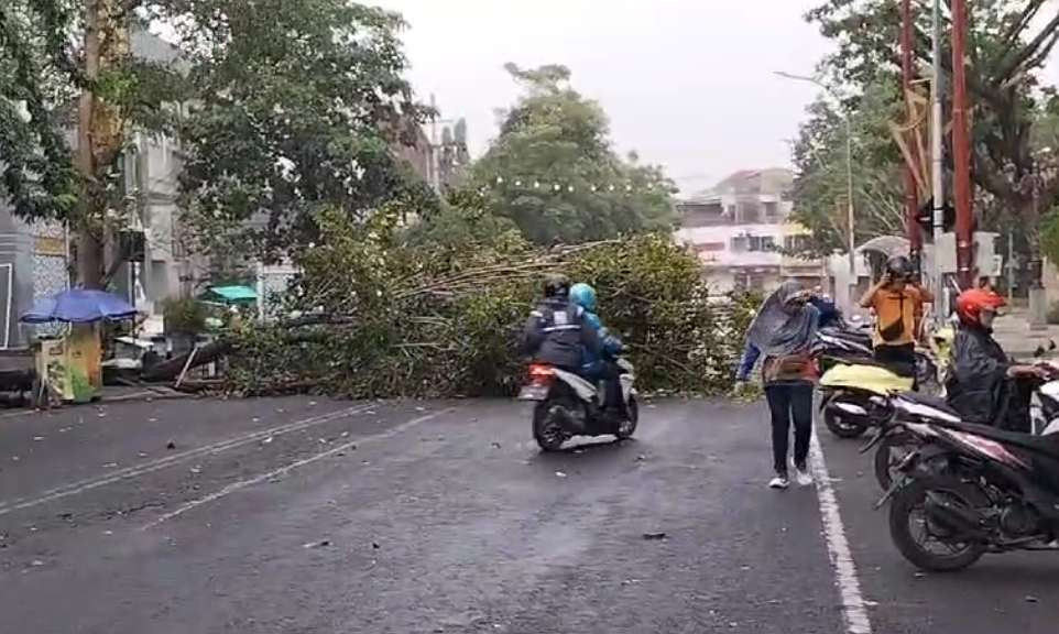 Pohon depan Masjid Agung Lamongan roboh diterpa angin kencang. (Foto: Imron Rosidi/Ngopibareng.id)