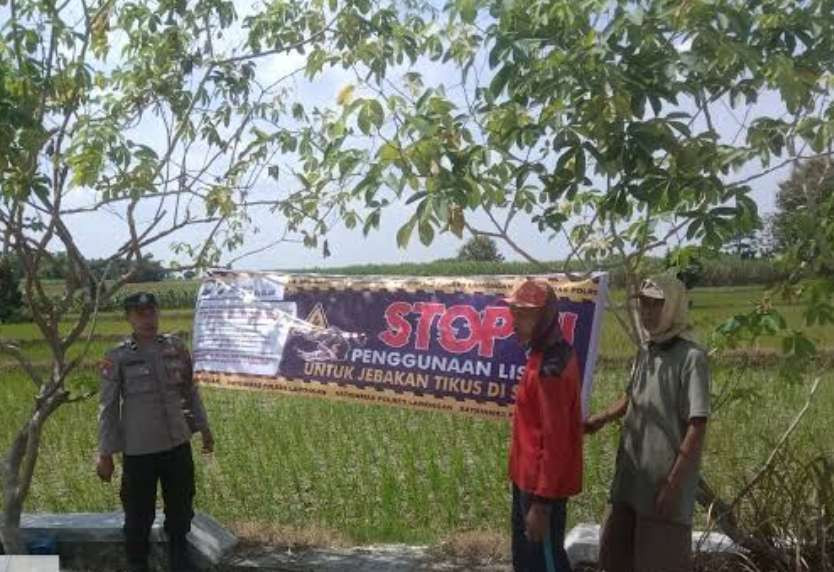 Sosialisasi larangan membuat jebakan tikus beraliran listrik. (Foto: Istimewa)