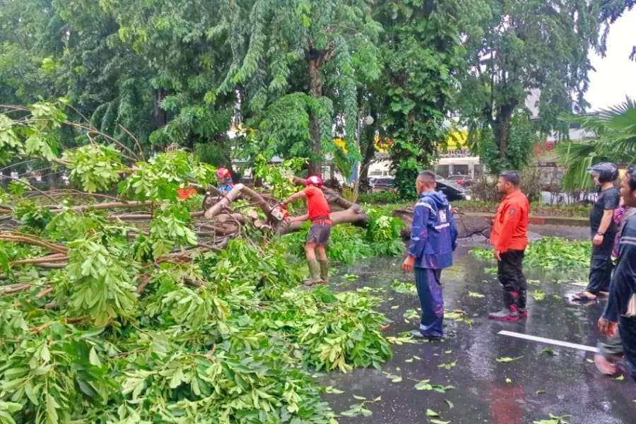 Pohon tumbang akibat hujan deras disertai dengan angin kencang di Jalan Kertajaya, Dharmawangsa, Surabaya, Selasa 10 Desember 2024. (Foto: BPBD Kota Surabaya)