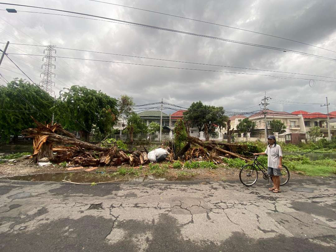 Pohon tumbang akibat hujan deras disertai angin puting beliung di kawasan Dharmahusada, Mulyorejo, Surabaya. (Foto: Julianus Palermo/Ngopibareng.id)