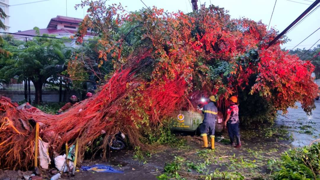 Sebuah pohon tumbang akibat hujan deras dan angin kencang di Jalan Bintoro, Surabaya, Selasa 10 Desember 2024. (Foto: Fariz Yarbo/Ngopibareng.id)