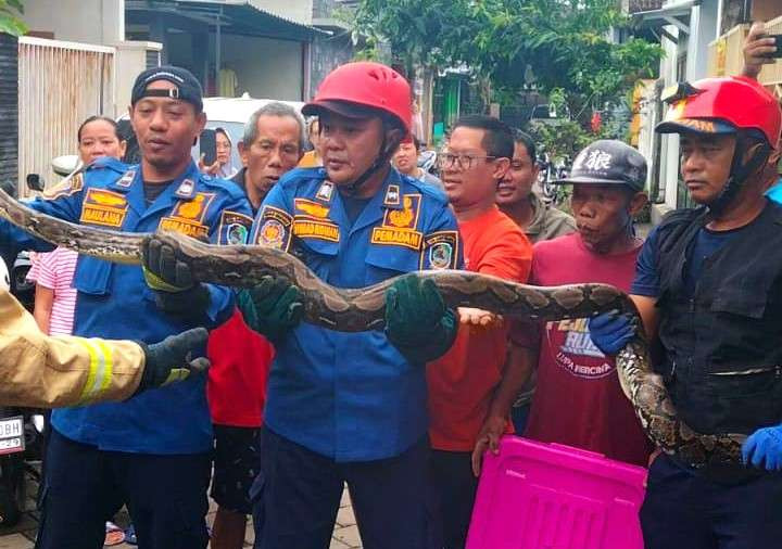 Ular phyton yang bersembunyi di bawah paving teras rumah warga (Foto : istimewa)