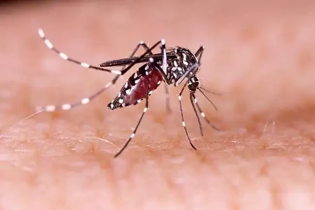 Nyamuk aedes aegypti, warnanya bintik hitam dan putih. (Foto: dok. Alodokter)