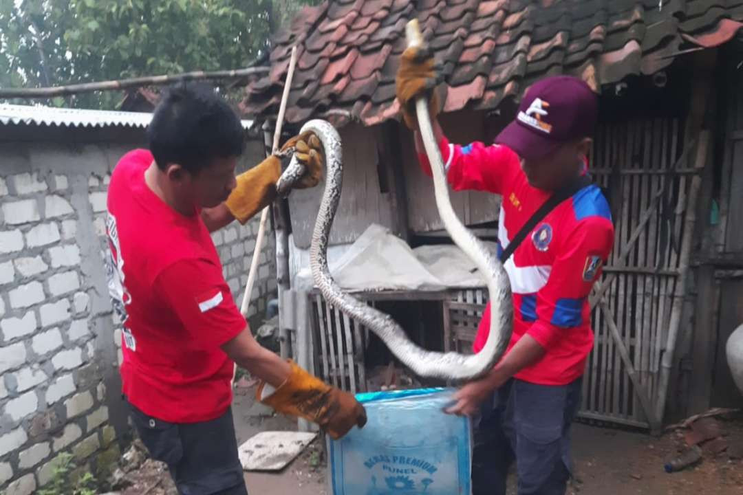 Petugas Damkar Tuban mengevakuasi ular piton dari kandang ayam milik warga (Foto: dok. Damkar Tuban)