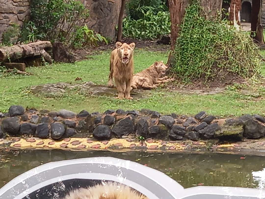 Perusahaan Daerah Taman Satwa Kebun Binatang Surabaya (PDTS KBS) mendatangkan sepasang singa putih, yakni singa jantan bernama Zeus, berusia 1,5 tahun dan singa betina, Kiara, berusia 1 tahun dari Lembang Zoo, Jawa Barat menyambut liburan panjang Nataru 2024/2025. (Foto: Julianus Palermo/Ngopibareng.id)