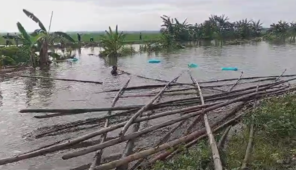 Kondisi debit air yang berada di level Siaga II membuat air sungai melimpas ke area persawahan, menenggelamkan tanaman padi berusia sekitar 70 hari pada Rabu 18 Desember 2024).(Foto: dok. BPBD)