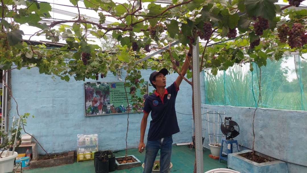 Muhammad Joko Hasbullah saat memetik anggur di halaman rumahnya. (Foto: Ikhsan Mahmudi/Ngopibareng.id)