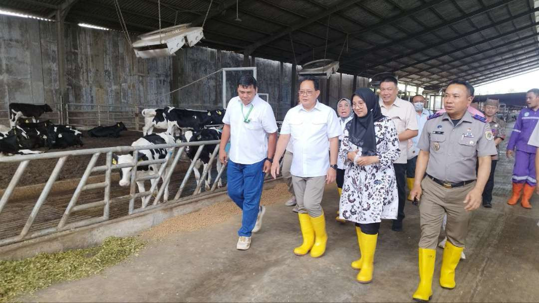 Pj. Gubernur Jawa Timur Adhy Karyono didampingi Bupati Banyuwangi Ipuk Fiestiandani melihat peternakan sapi perah (foto : Muh Hujaini/Ngopibareng.id)