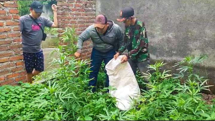 Tanaman ganja tumbang subur di dalam bangunan lantai 2 bekas minimarket di Gedangan, Sidoarjo (Foto :Aini/Ngopibareng.id)