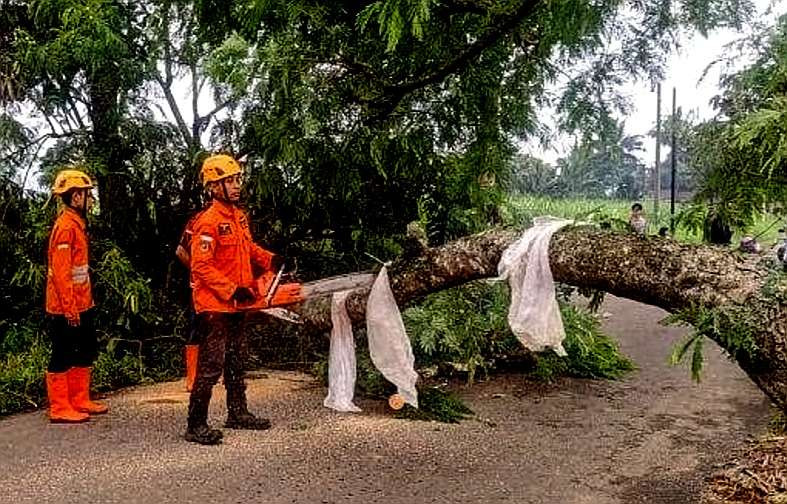 Anggota BPBD Bondowoso memotong pohon tumbang menutup jalan raya Maesan-Tamanan.(Foto: BPBD Bondowoso)