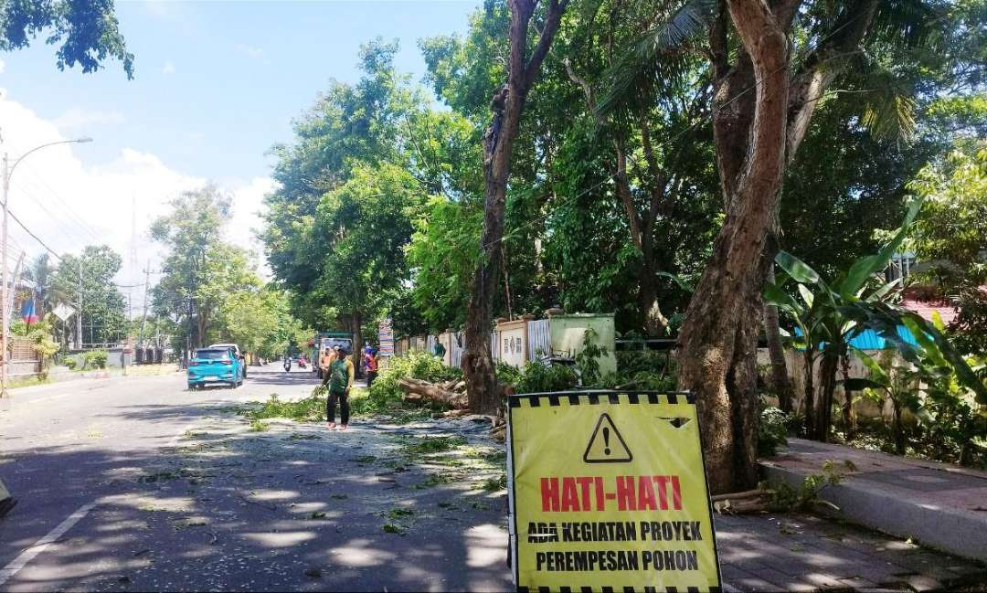 Perempesan pohon di salah satu ruas jalan di Banyuwangi, Jawa Timur. (Foto: Muh Hujaini/Ngopibareng.id)