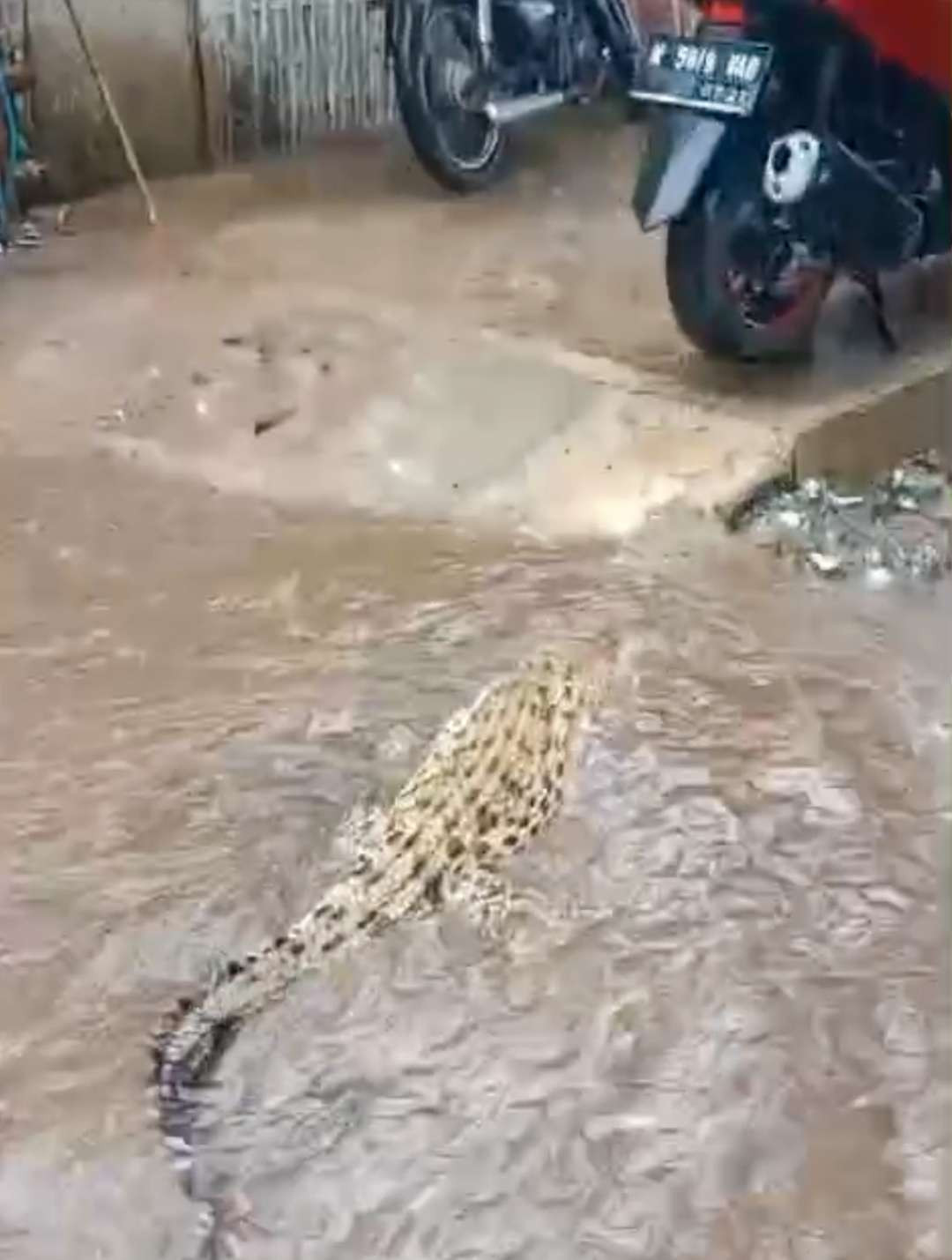 Tangkapan layar video buaya yang berkeliaran saat banjir (FOTO: Ist)