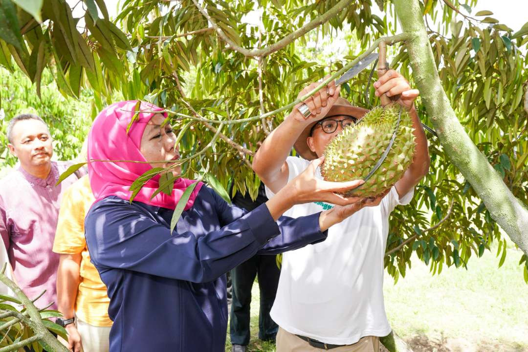 Calon Gubernur Jawa Timur Terpilih, Khofifah Indar Parawansa, mengungkapkan potensi besar dalam pengembangan tanaman durian di Jawa Timur. (Foto: Dok Khofifah IP)