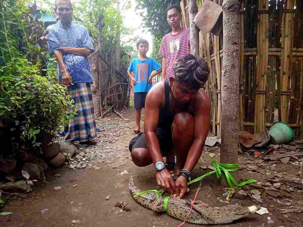 Buaya muara yang ditangkap warga Asembagus, Kecamatan Kraksaan, Kabupaten Probolinggo. (Foto: Ikhsan Mahmudi/Ngopibareng.id)