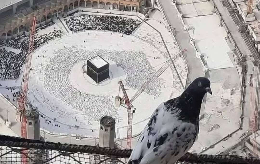 Seekor merpati menatap Baitullah atau Masjidil Haram di Makkah. (Foto: dok/ngopibareng.id)