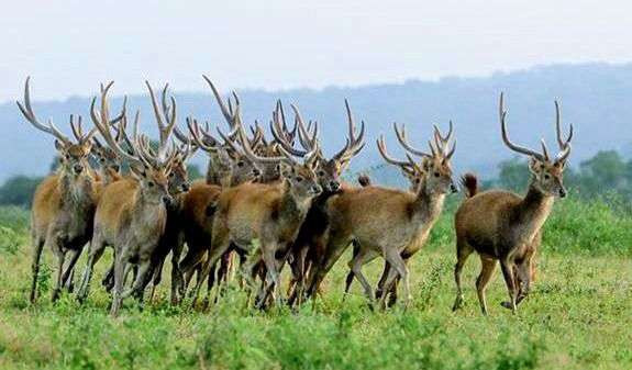 Selama sebulan pada 6 Januari - 6 Februari 2025, TN Baluran Situbondo yang dihuni beragam fauna dan flora ditutup dari pengunjung atau wisatawan.(Foto: ig@btn_baluran)