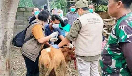 Petugas Puskeswan Disnakkan Situbondo menggencarkan vaksinasi PMK pada sapi. (Foto: Disnakkan Situbondo)